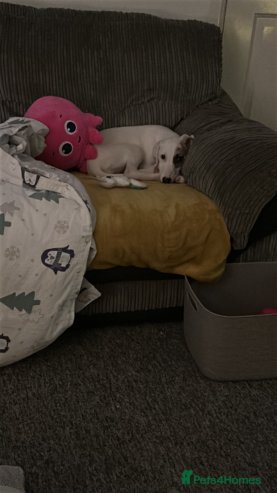 Mixed Breed dogs for sale: Saluki x greyhound  - Advert 2