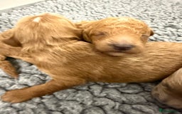 Mini Goldendoodle dogs for sale: Stunning Goldendoodle Puppies  - Image 4