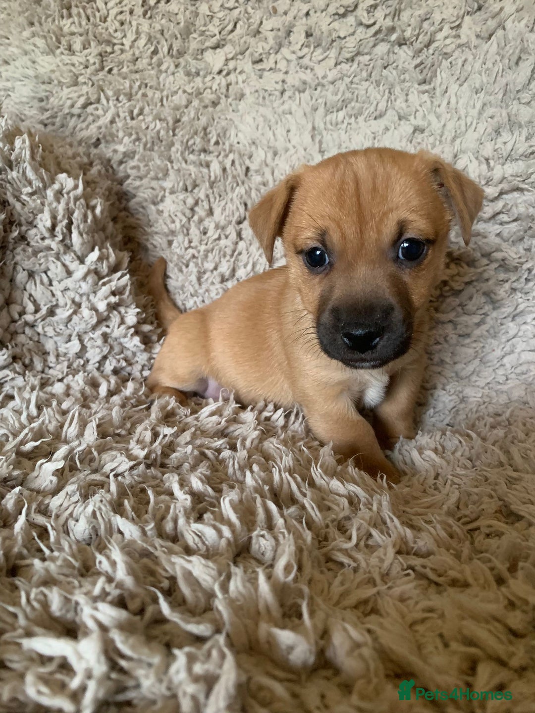 Jack Russell dogs for sale: Exceptional litter of miniature Jack RussellS - Image 20