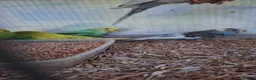 Budgerigars birds for sale: Baby Budgies, Tame Budgies, and Cockatiels - Advert 17