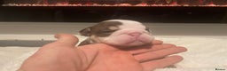 English Bulldog dogs for sale: TOP CLASS  English Bull Dog puppies  - Advert 34