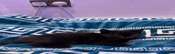 Domestic Shorthair cats for sale: Beautiful Black Kittens - Playful, Healthy & Ready in London - Advert 4