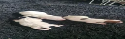 Jack Russell dogs for sale: Jack Russell puppies  - Advert 18