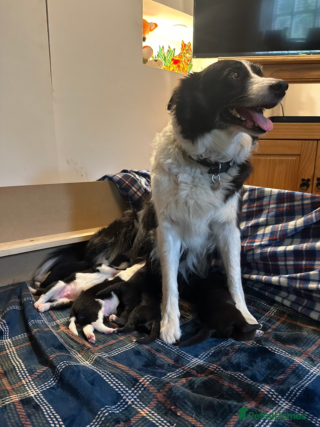 Mixed Breed dogs for sale: Collie x Kelpie Girl puppy  - Image 6