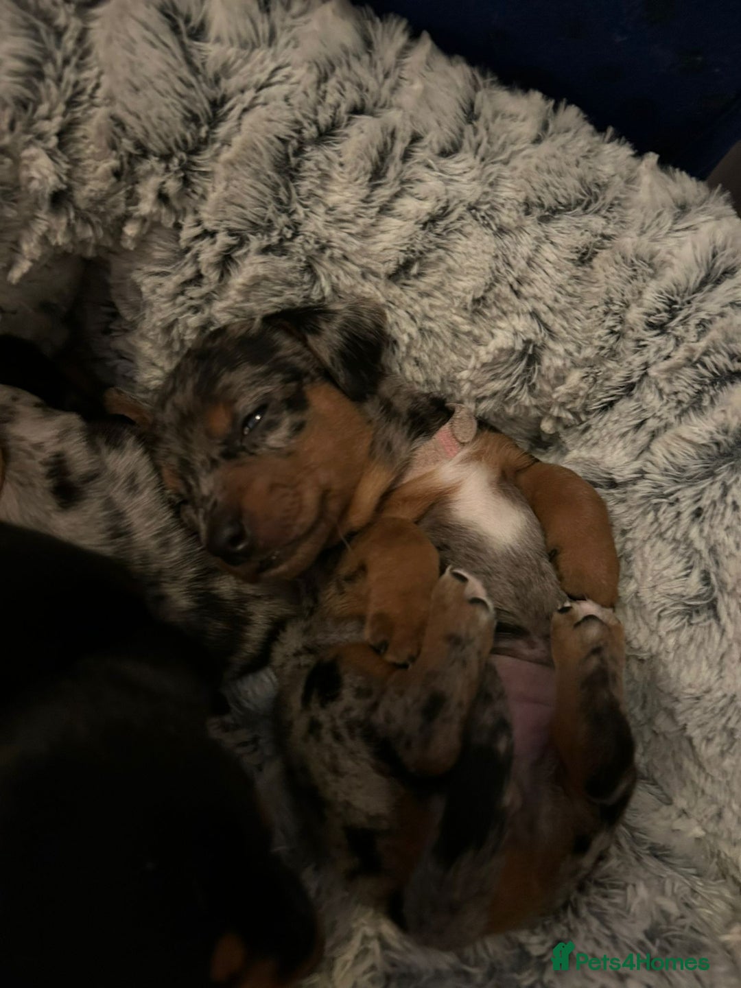 Mixed Breed dogs for sale: Jack weenier’s   - Advert 12