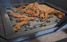 Hungarian Vizsla dogs for sale: KC Reg Hungarian Vizsla Puppies-Imported Lineage - Image 1