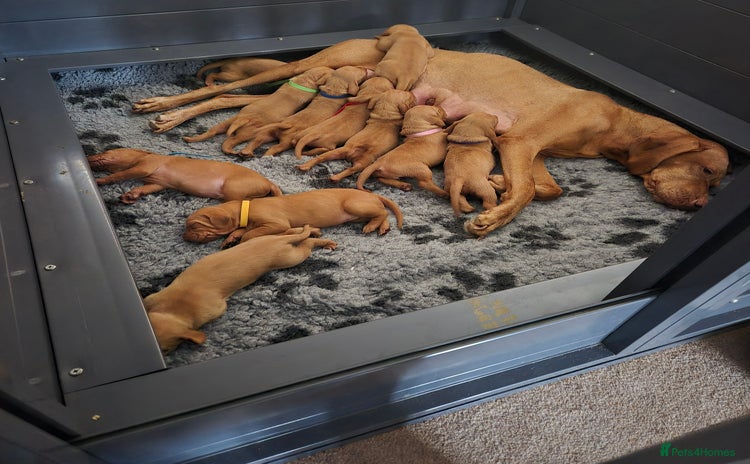 Hungarian Vizsla dogs - Advert 2