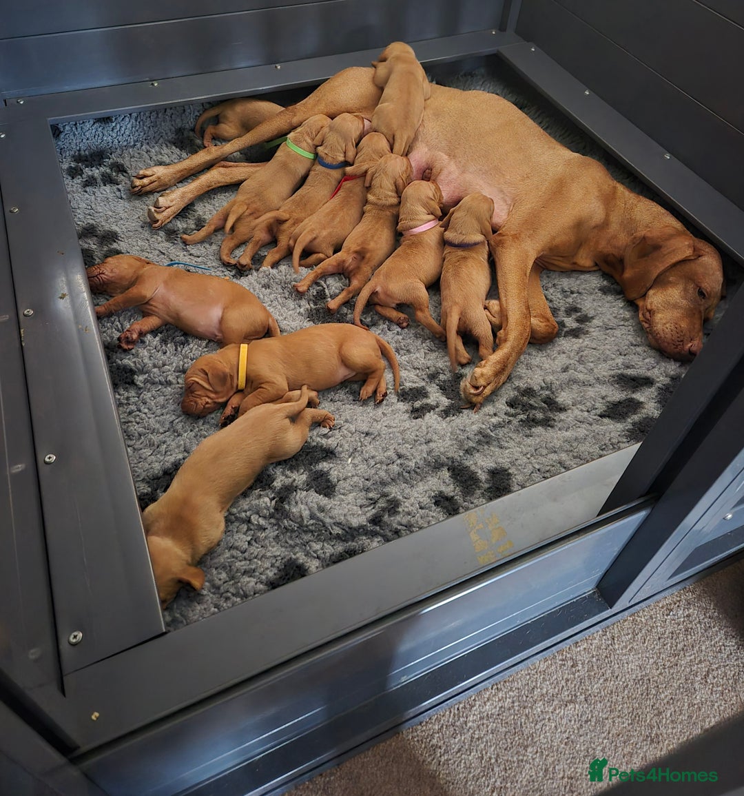 Hungarian Vizsla dogs for sale: KC Reg Hungarian Vizsla Puppies-Imported Lineage - Image 1