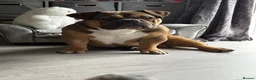 American Bully dogs for sale: Extreme pocket bully  in Warrington - Advert 6