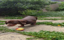 Dachshund dogs for sale: Two Dachshunds Brothers for sale - Image 3