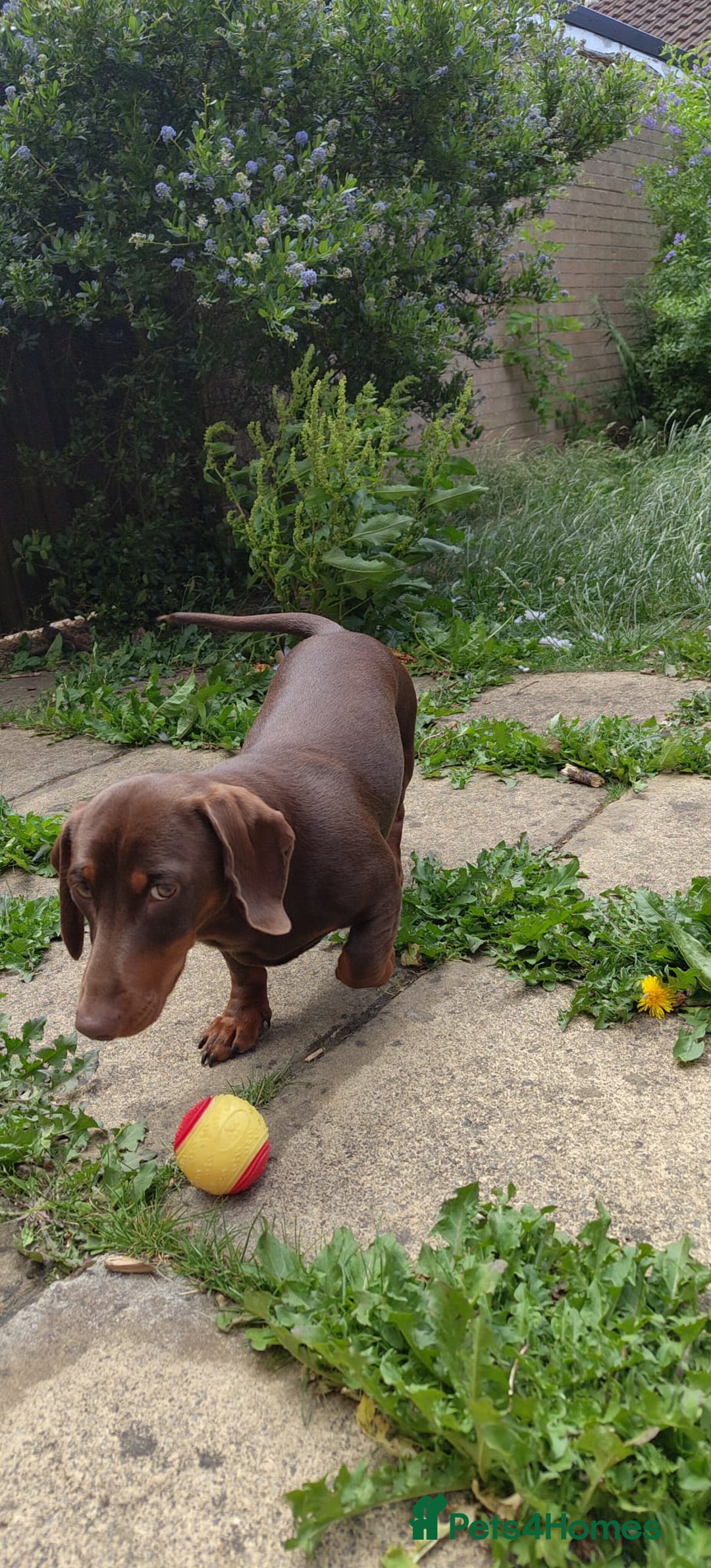 Dachshund dogs for sale: Two Dachshunds Brothers for sale - Image 3