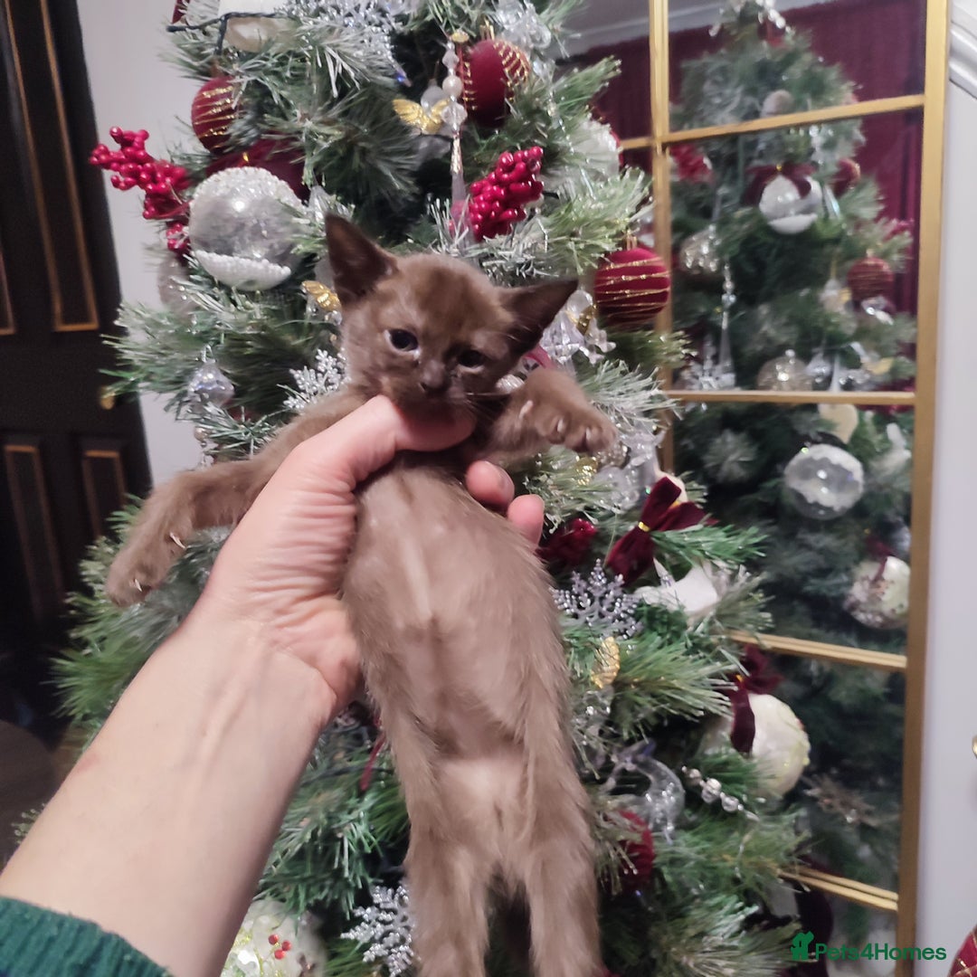 Burmese cats for sale: Lovely Burmese kitten's - Advert 21