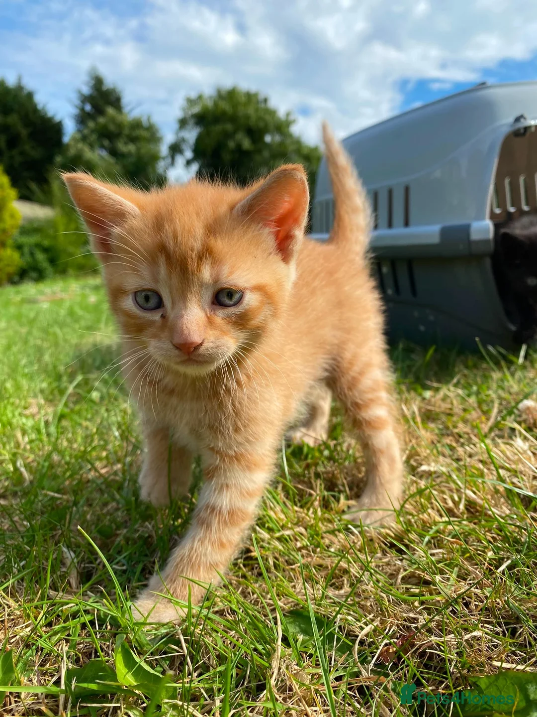 Mixed Breed cats for sale: Pair of kittens - Advert 2