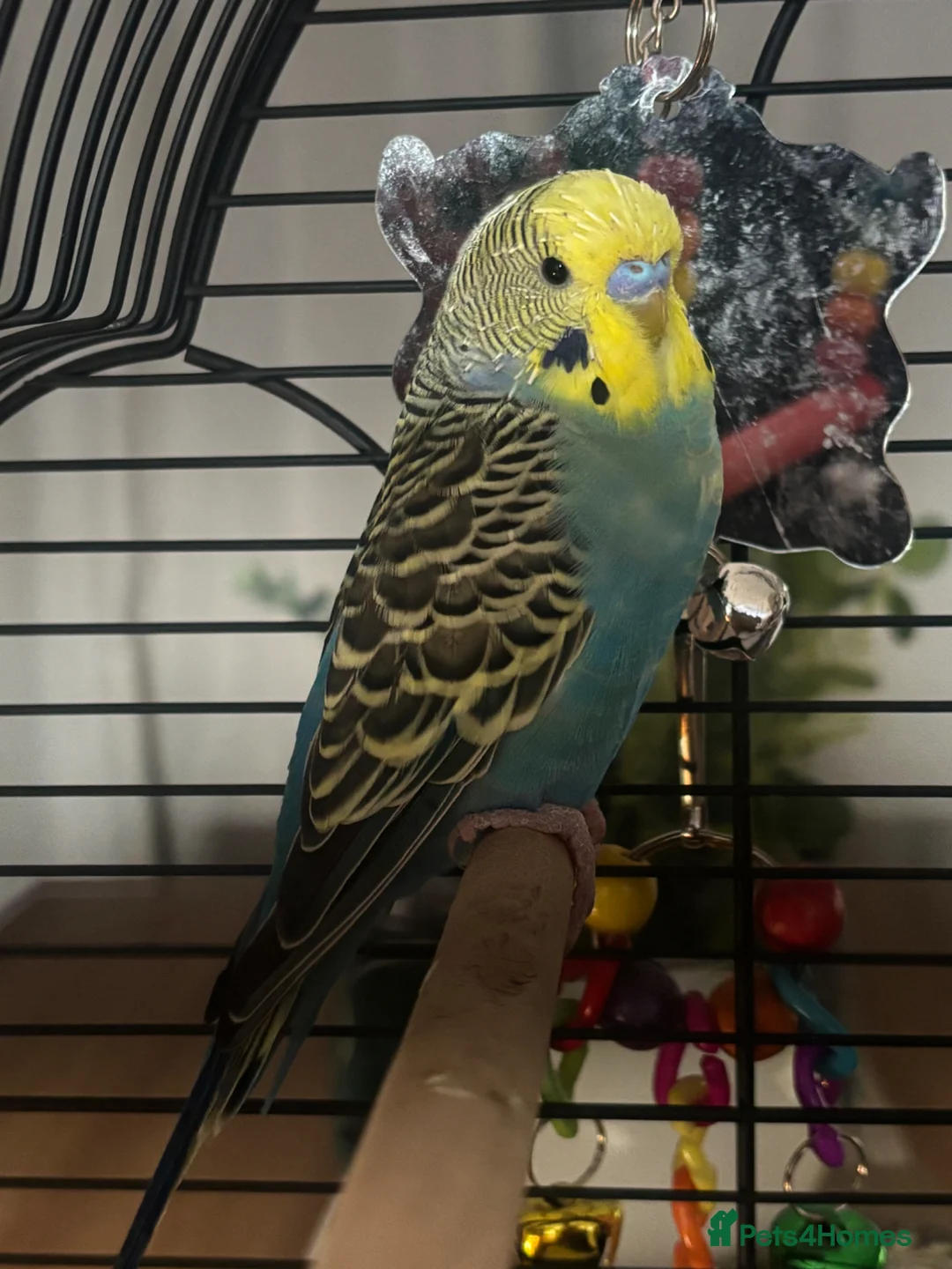 Budgerigars birds for sale: Budgie for sale - Advert 2