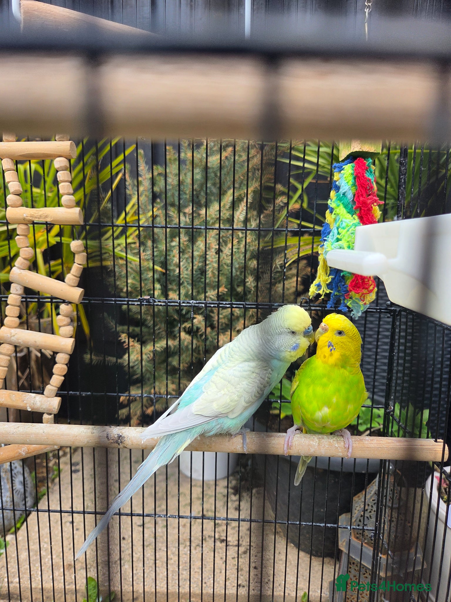 Budgerigars birds Breeding couple with Cage and lots of accessories - Advert 1
