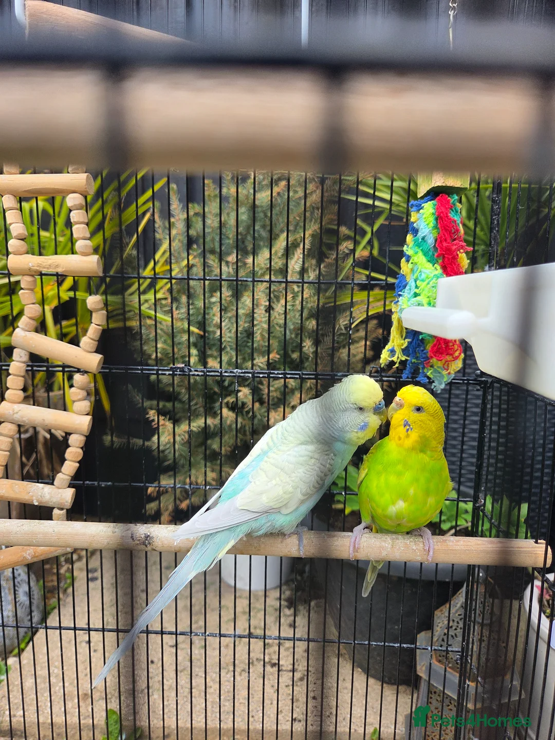 Budgerigars birds for sale: Breeding couple with Cage and lots of accessories - Advert 1