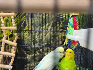 Budgerigars birds Breeding couple with Cage and lots of accessories - Advert 1