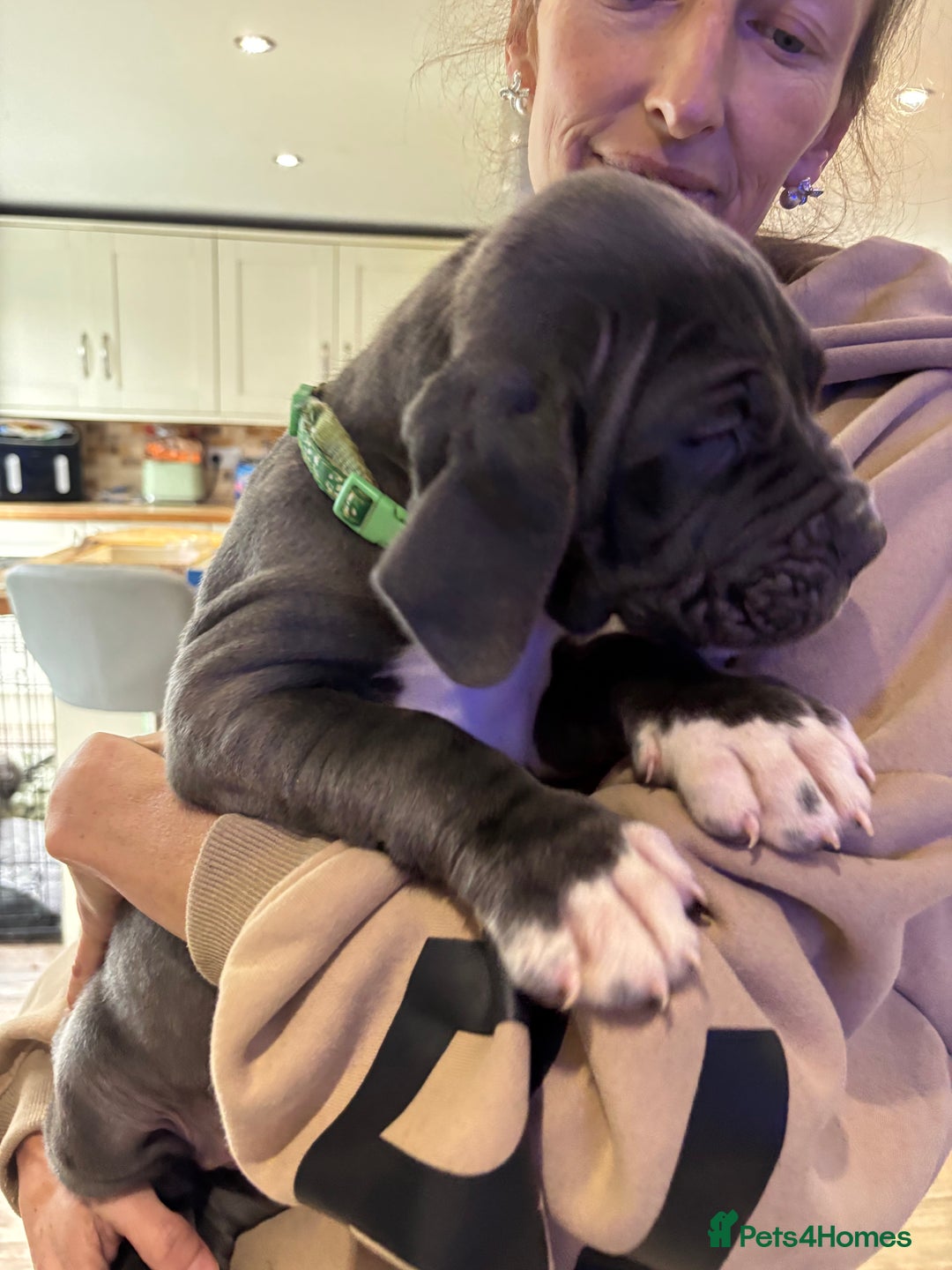 Mixed Breed dogs for sale: Hybrid mastiffs - Advert 10