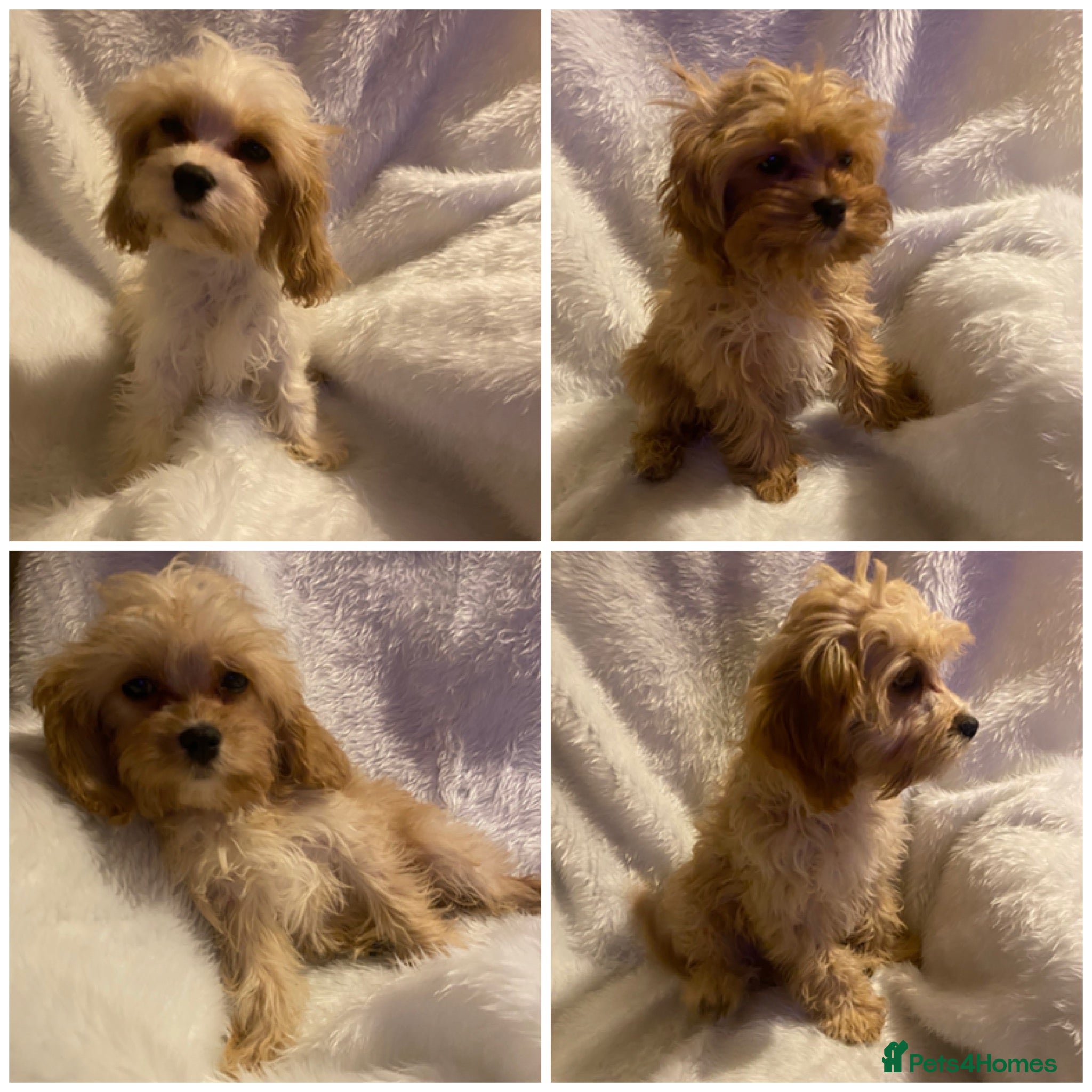 Maltipoo dogs F1 Maltipoo puppies  - Advert 5