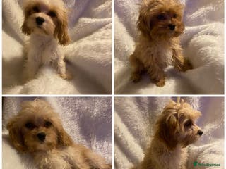 Maltipoo dogs F1 Maltipoo puppies - Advert 3