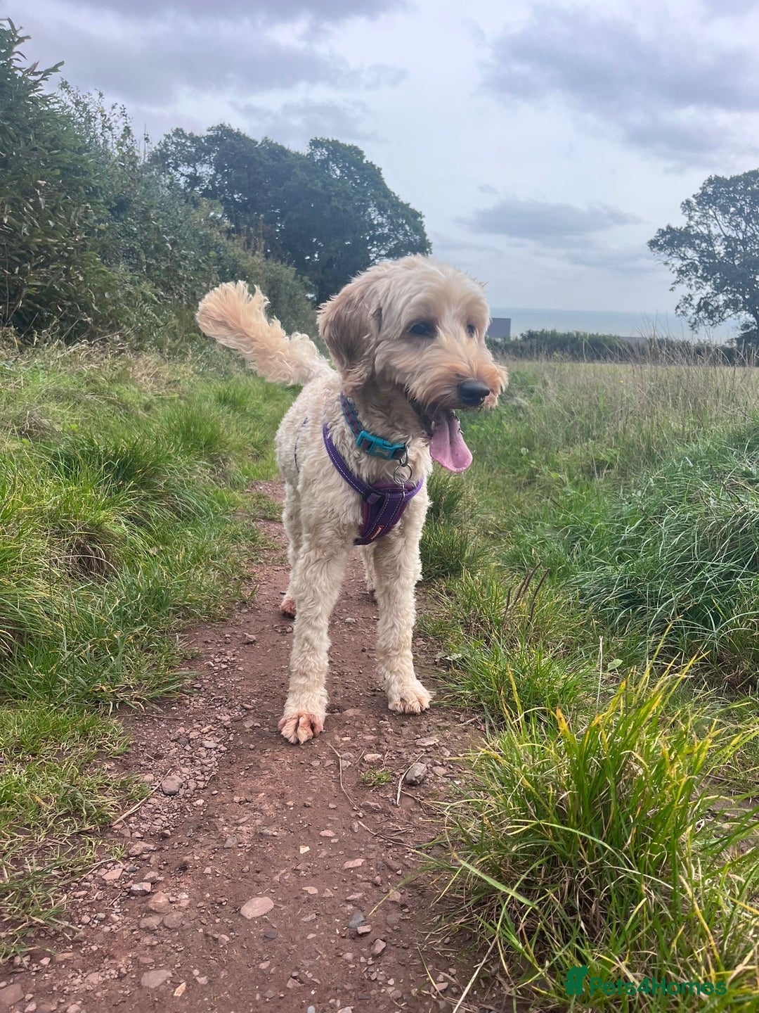 Mixed Breed dogs for sale: Miniature Double Doodles - Advert 6