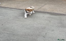 Jack Russell dogs for sale: Jack russsell puppy’s for sale small type - Image 4