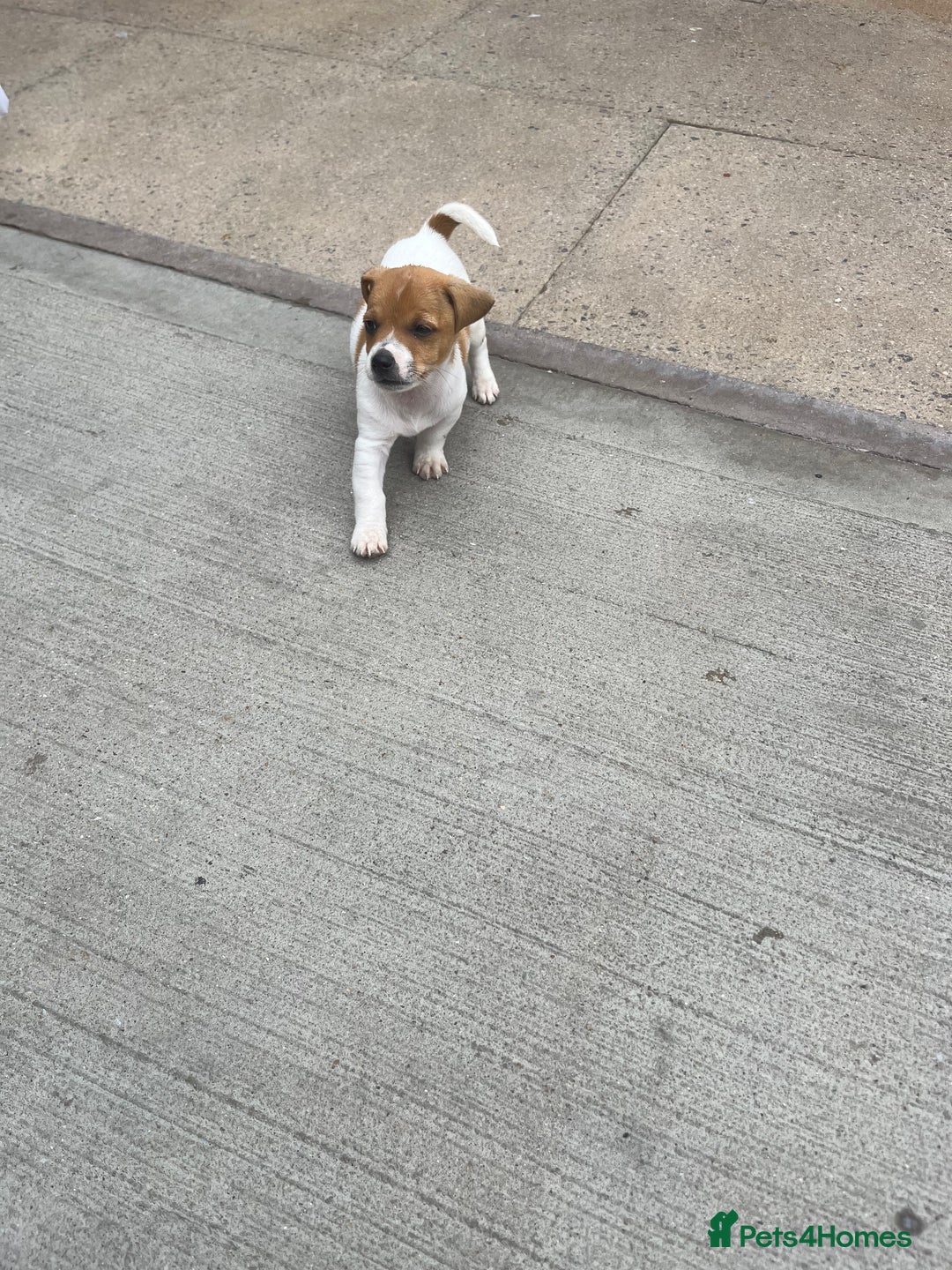Jack Russell dogs for sale: Jack russsell puppy’s for sale small type - Image 4