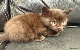 Domestic Shorthair cats for sale: 6 adorable kittens, healthy and playful 😍😻 - Image 17