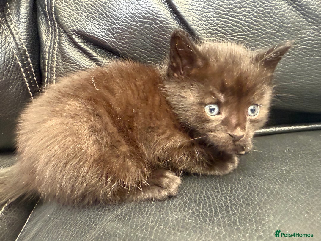 Domestic Shorthair cats for sale: 6 adorable kittens, healthy and playful 😍😻 - Image 17