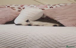 Ragdoll cats for sale: Two beautiful 5 month old Ragdoll kittens for sale - Advert 12