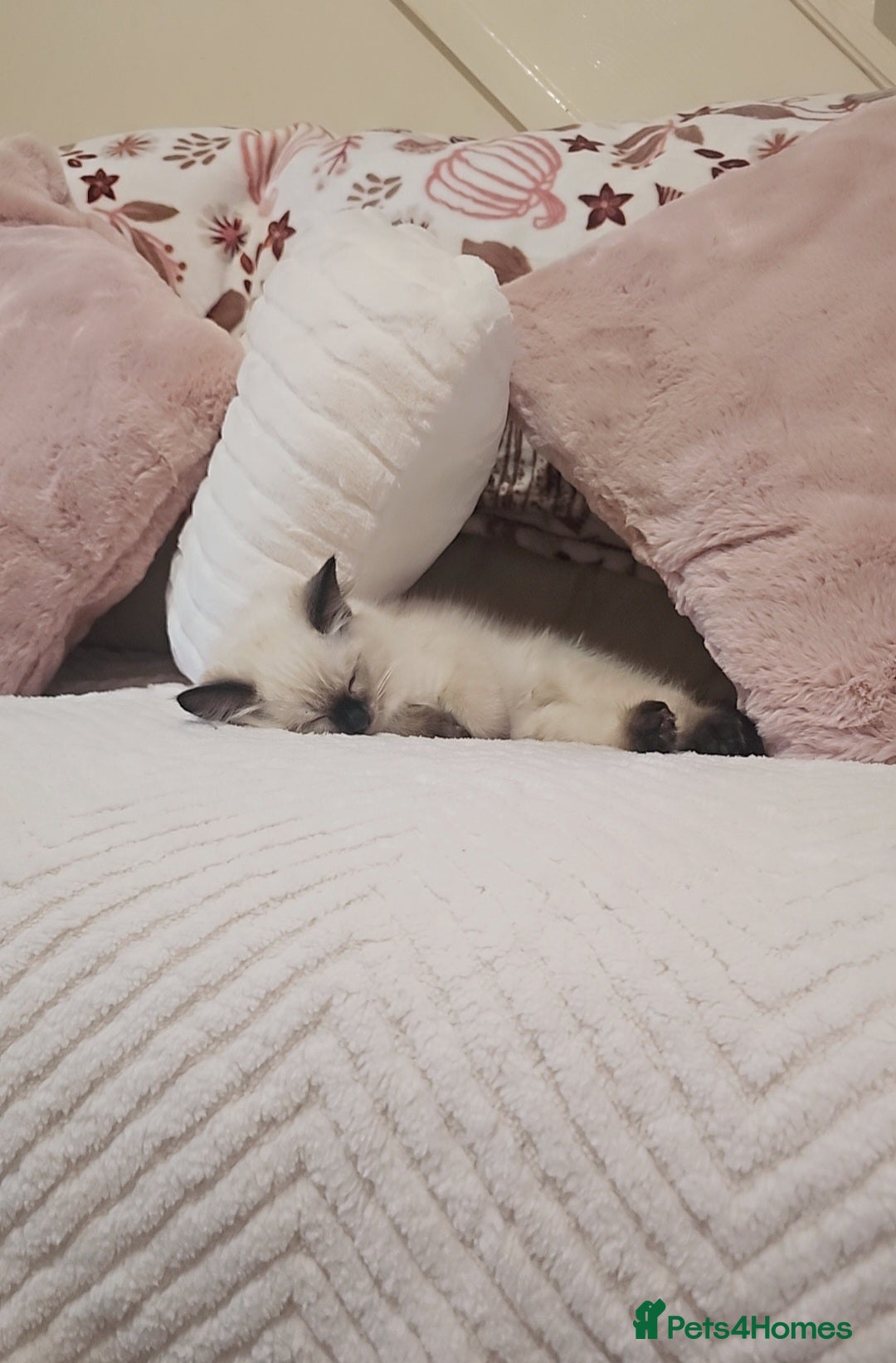 Ragdoll cats for sale: Two beautiful 5 month old Ragdoll kittens for sale - Advert 12