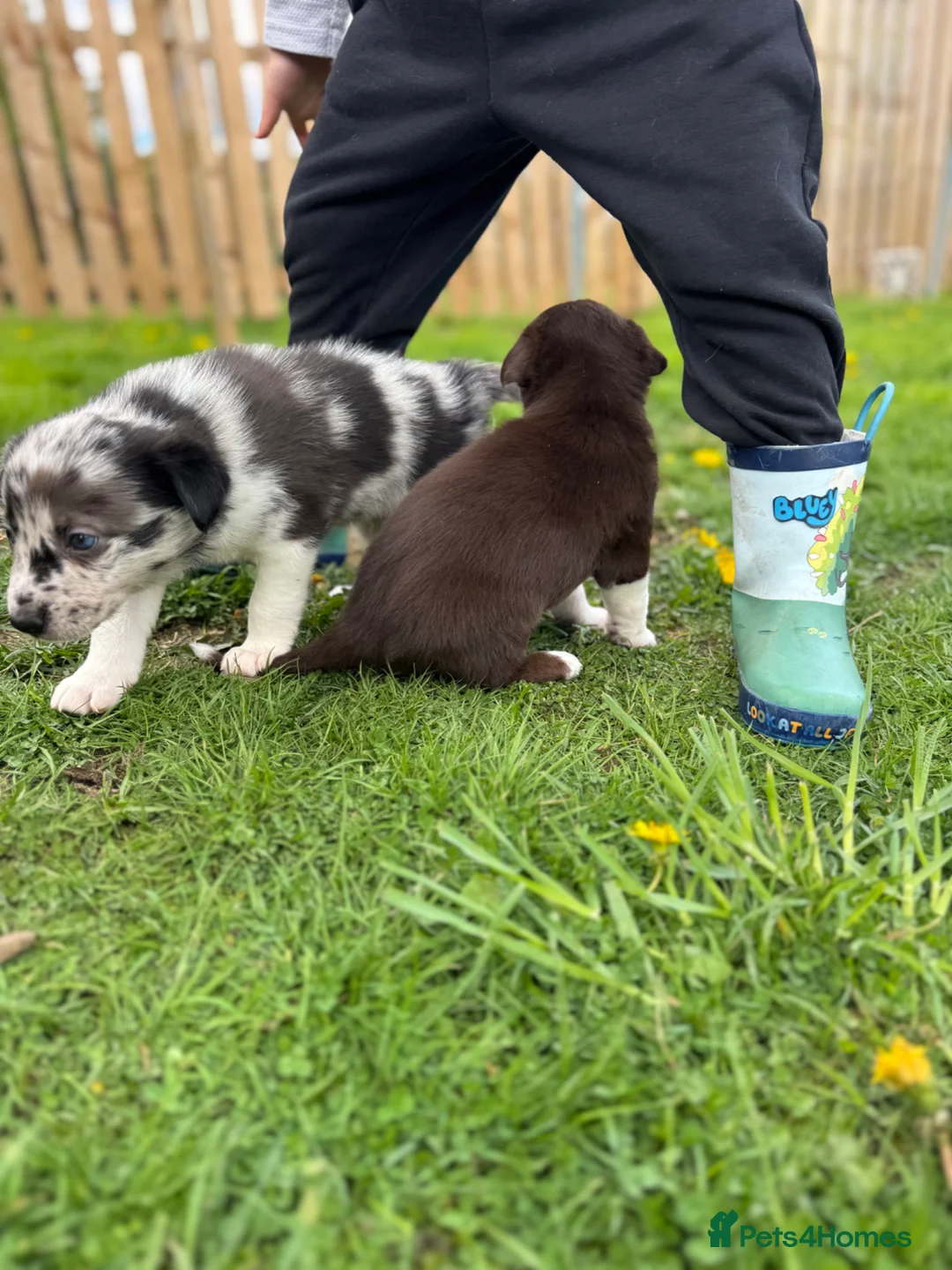 Border Collie dogs for sale: Stunning Blue Merle Border Collie  - Advert 7