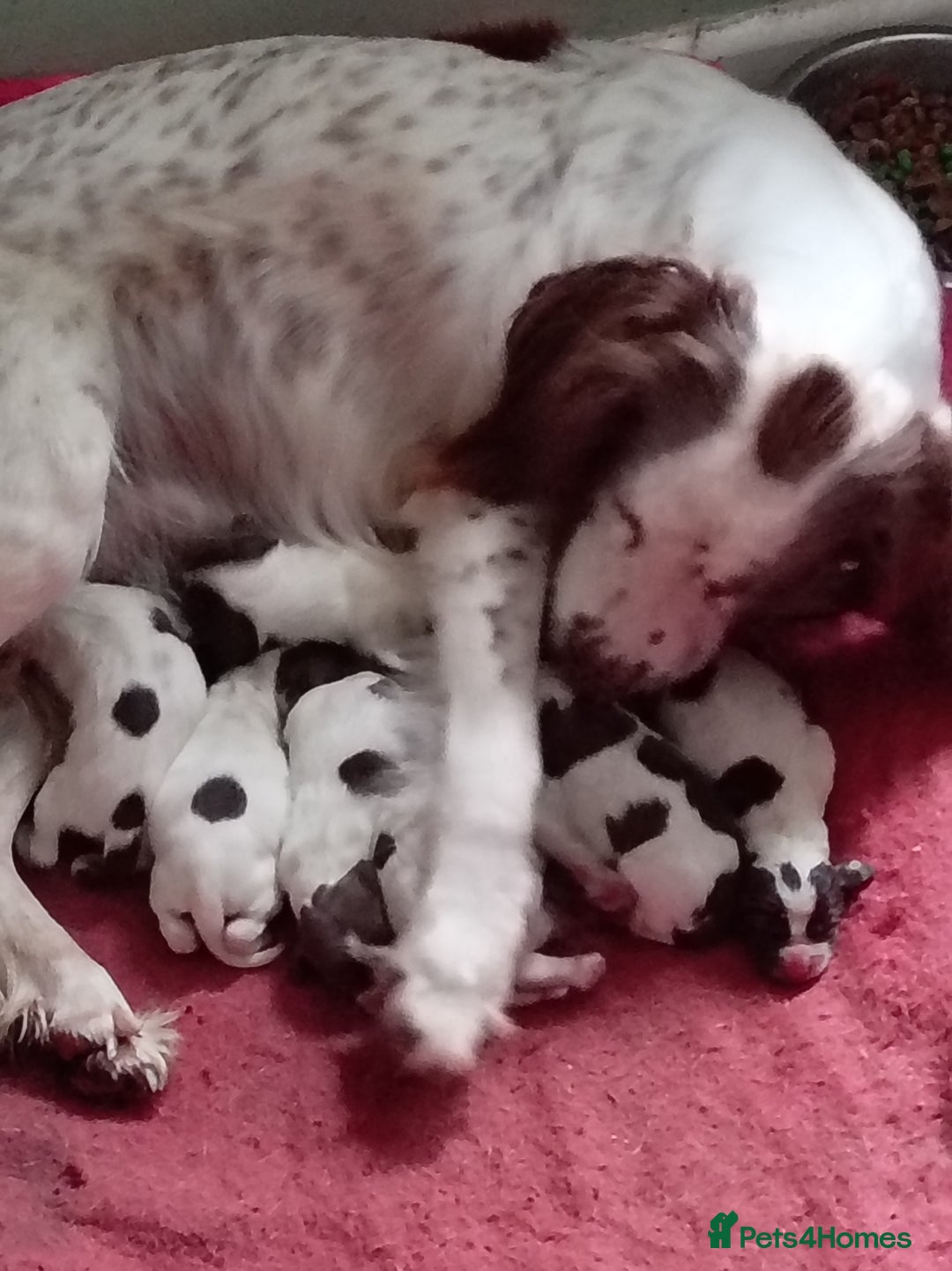 English Springer Spaniel dogs for sale: KC Reg English Springer Spaniels - 2 girls left - Advert 6