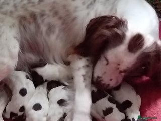 English Springer Spaniel dogs - Advert 22