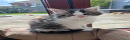 Mixed Breed cats for sale: Friendly playful kittens - Advert 30