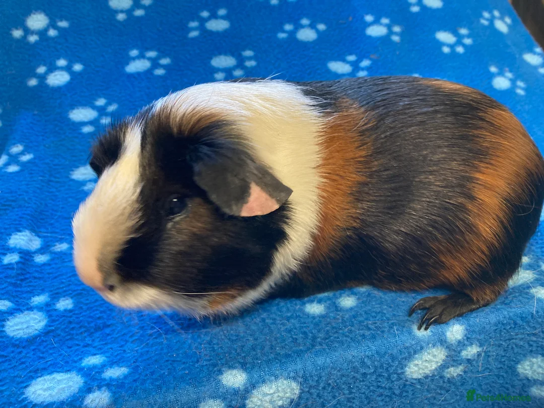 Guinea Pig rodents for sale: Baby and young adult boars - Advert 6