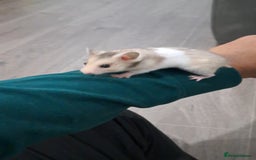 Hamster rodents for sale: Adorable Baby syrian hamsters Ready for Rehome - Image 1