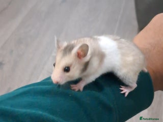 Hamster rodents - Advert 1