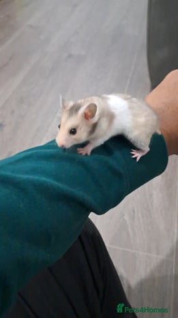 Hamster rodents - Advert 2