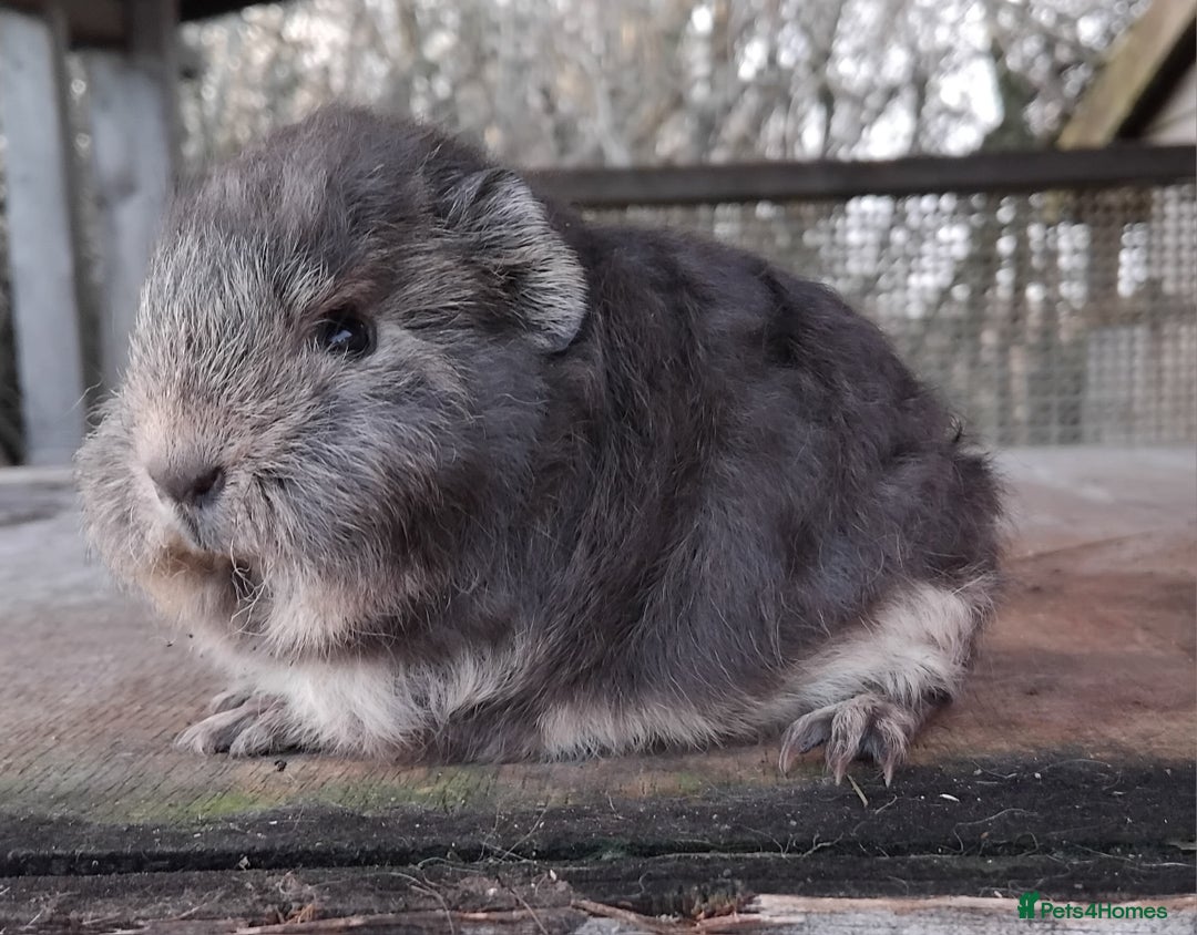 Guinea Pig rodents for sale: Swiss, Dalmation, Self Chocolate Boys and Girls - Advert 25