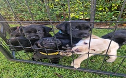 Labrador Retriever dogs for sale: **PEDIGREE, KC REGISTERED AND HIP SCORED** - Image 15