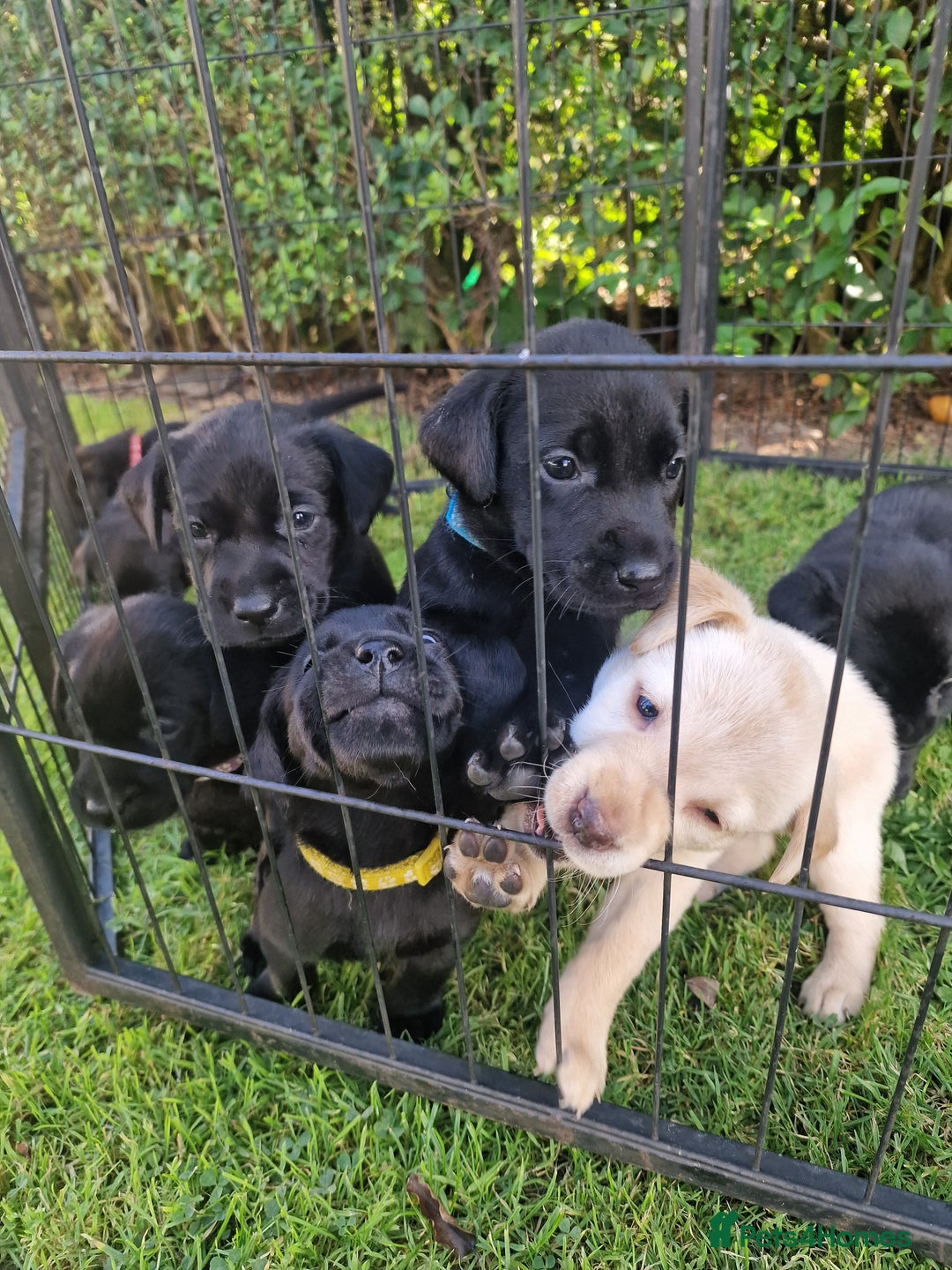 Labrador Retriever dogs for sale: **PEDIGREE, KC REGISTERED AND HIP SCORED** - Image 15