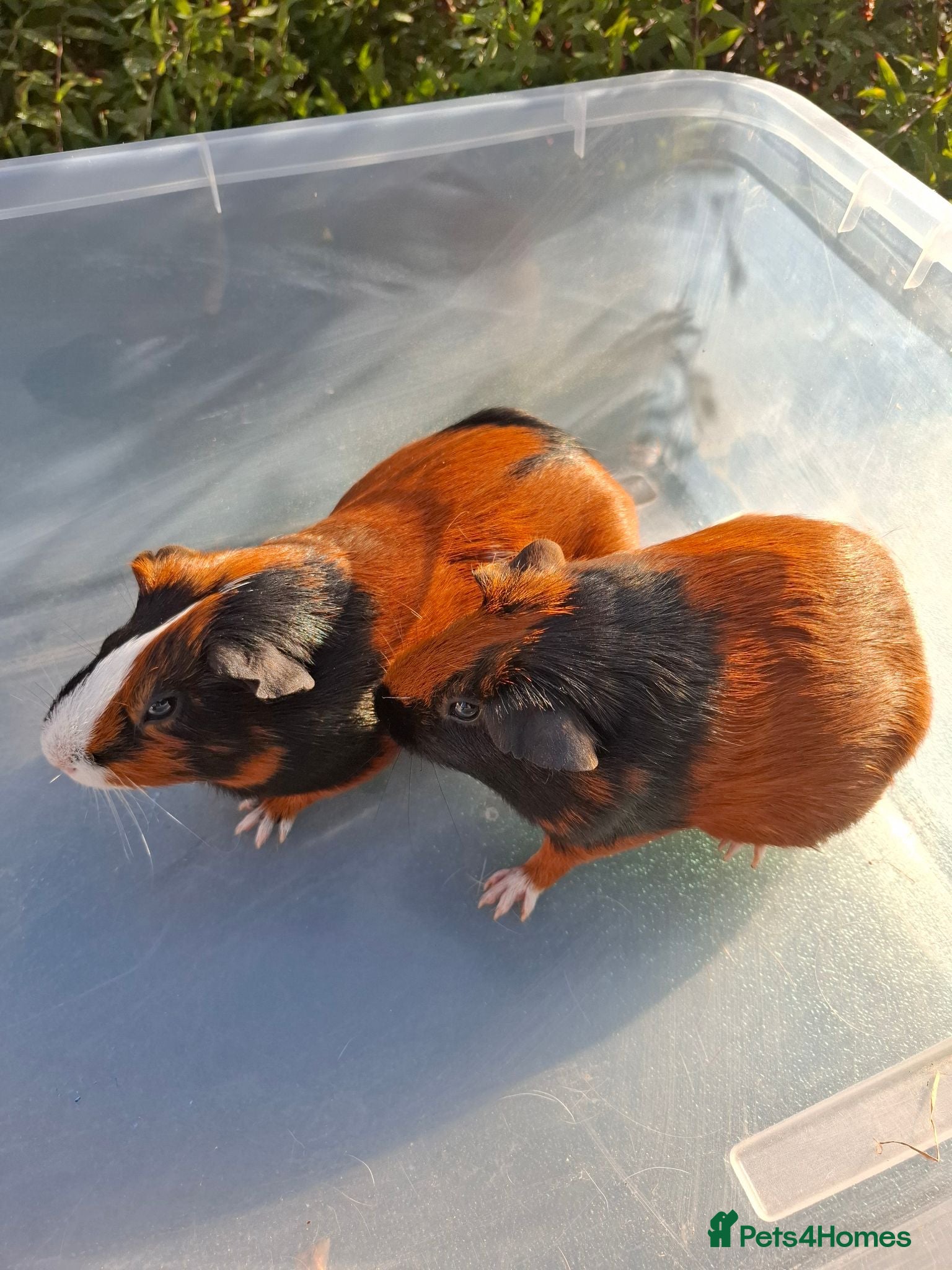 Guinea Pig rodents Two Female Guinea Pigs - Advert 14