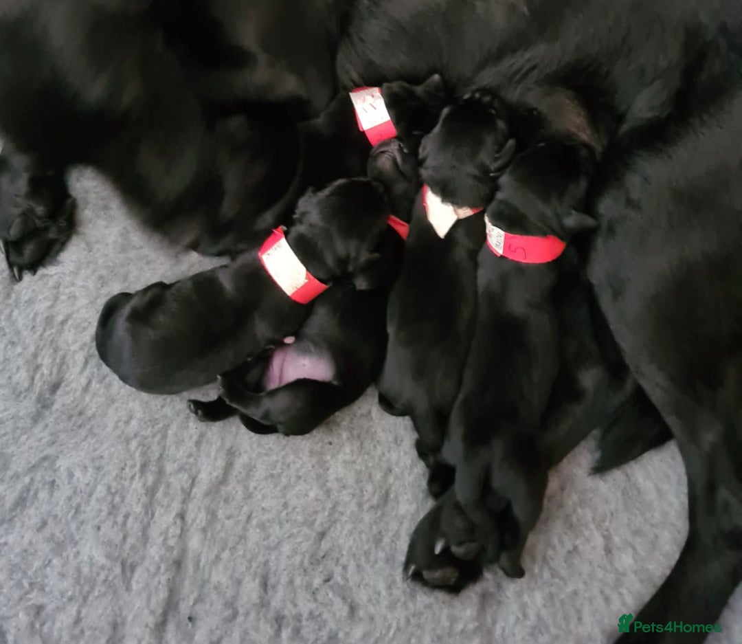 Labrador Retriever dogs for stud: KC Registered Yellow Labrador, Proven Stud  in Coalville - Advert 16