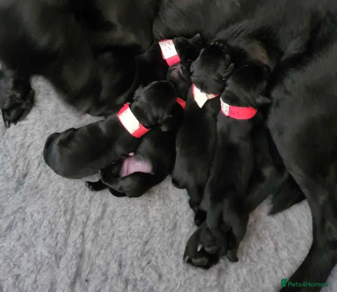 Labrador Retriever dogs for stud: KC Registered Yellow Labrador, Proven Stud  in Coalville - Advert 16