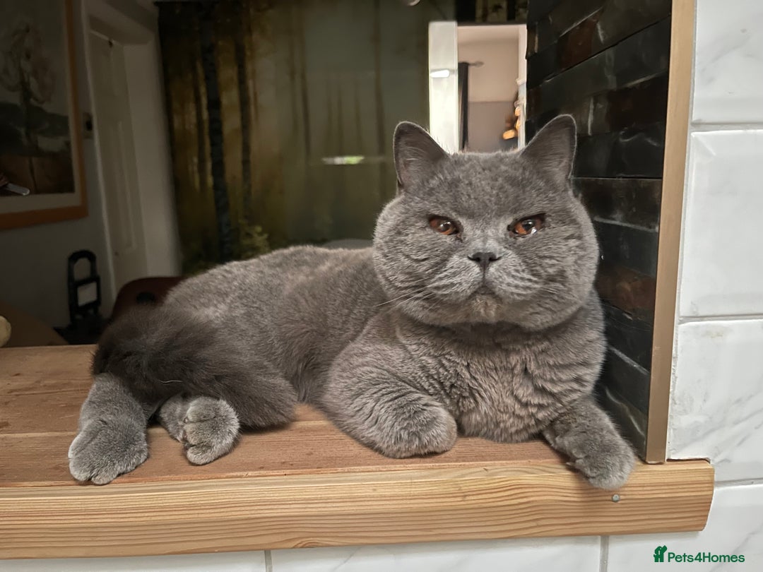 British Shorthair cats for sale: Bruce Brittish Shorthair 3 Years Old - Image 3