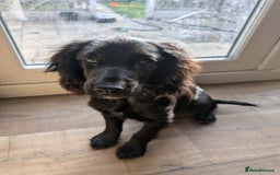 Cocker Spaniel dogs for sale: Cocker spaniel  puppy  - Image 2
