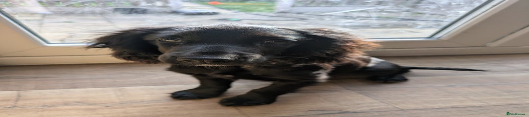 Cocker Spaniel Puppy 1
