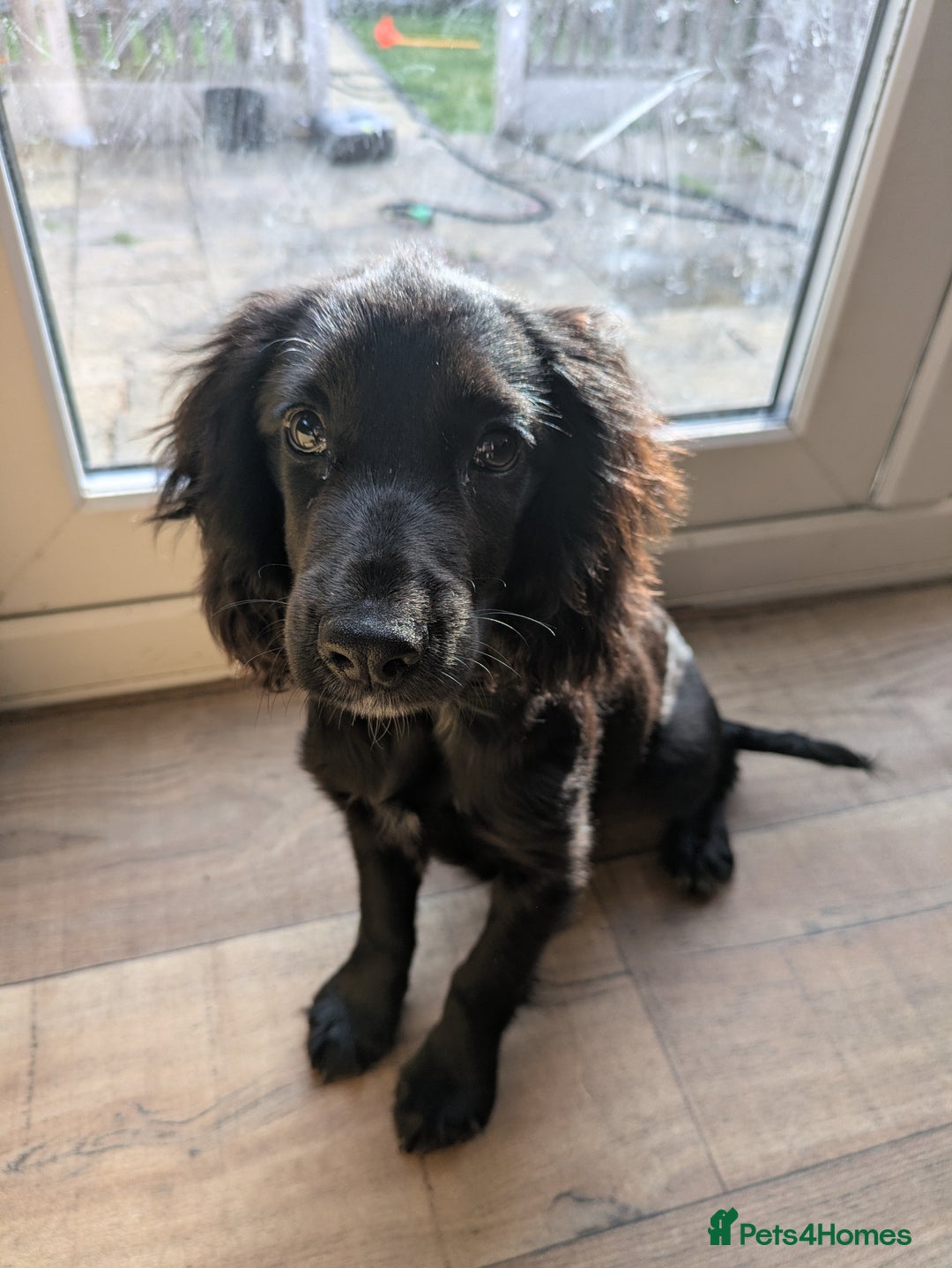 Cocker Spaniel dogs for sale: Cocker spaniel  puppy  - Image 2