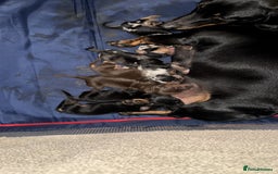 Miniature Dachshund dogs for sale: Miniature Dachshund puppies - Image 8